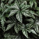 Begonia Gryphon White 15 Pelleted Seeds Fresh Garden