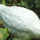 50 Blue Hubbard Squash PRIZE WINNERS Seeds Fresh Garden