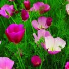 500 California Purple Gleam Poppy FLOWER Seeds Fresh Garden