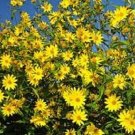 Sunflower Maximilian 500 Helianthus maximiliani FLOWER Seeds Fresh Garden