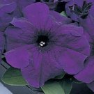 D petunia 50 pelleted supercascade blue trailing petunia Seeds Fresh Garden
