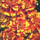50 Marigold Ez Grow French Marigold Double Yellow And Red Detailed Seeds Fresh Garden