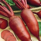 1000 Beet Cylindra Beet VEGETABLE 60 DAYS Seeds Fresh Garden