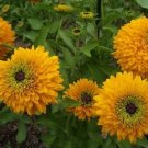 Rudbeckia Maya Rudbeckia 50 Flower Double Flower Seeds Fresh Garden