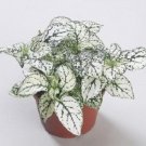 50 Hypoestes Hypoestes Confetti White Seeds Fresh Garden
