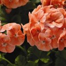 Geranium Saturn Salmon 15 Seeds Fresh Garden