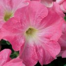 Petunia Candypops Strawberry Vanilla 50 Pelleted Petunia Seeds Fresh Garden