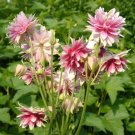 Columbine Aquilegia Barlow Pink Columbine 50 Seeds Fresh Garden