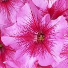 Petunia Candypops Summertime 50 Pelleted Petunia Candy Seeds Fresh Garden