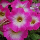 Petunia Candypops Rosy Morn 50 Pelleted Petunia Candy Seeds Fresh Garden