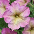 Petunia Candypops Pink Morn 50 Candy Seeds Fresh Garden