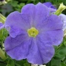 50 Pelleted Petunia Carpet Sky Blue FLOWER Seeds Fresh Garden