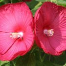 Hibiscus Disco Belle Rosy Red Hybrid 15 Hibiscus Seeds Fresh Garden