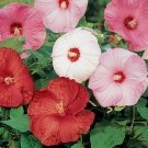 Hibiscus Disco Belle Mix Hybrid 15 Hibiscus Seeds Fresh Garden