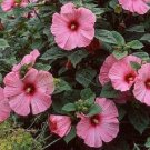 Hibiscus Disco Belle Pink Hybrid 15 Hibiscus Seeds Fresh Garden