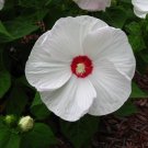 Hibiscus Disco Belle White Hybrid 15 Hibiscus Seeds Fresh Garden
