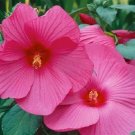 Hibiscus Luna Rose HARDY HIBISCUS 15 Seeds Fresh Garden