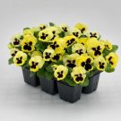 Pansy Inspire Plus Lemon 50 Pansy 2019 Viola Seeds Fresh Garden