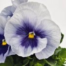 Pansy Inspire Plus Metallic Blue 50 Pansy 2019 Viola Seeds Fresh Garden