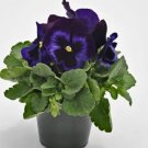 Pansy Inspire Plus Blue Velvet 50 Pansy 2019 Seeds Fresh Garden