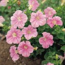 Petunia Candypops Peppermint 50 Pelleted Seeds Fresh Garden