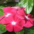 Vinca Sunsplash Cherry 50 Seeds Fresh Garden