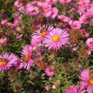 50 Aster Leader Ruby Aster FLOWER Seeds Fresh Garden 50 Aster Leader Ruby Aster FLOWER Seeds Fresh Garden