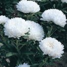 50 Peony Aster Duchess White FLOWER Paeony Seeds Fresh Garden