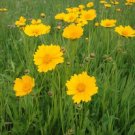 Coreopisis Lance Leaf 250 Coreopisis Seeds Fresh Garden
