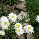 Chrysanthemum 100 Crazy Daisy Shasta Daisy Big Blooms Seeds Fresh Garden