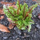 Rumex Bloody Dock Rumex sanguineus 50 thru 200 Seeds Fresh Garden