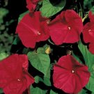 50 Morning Glory Scarlet O' Hara Seeds Fresh Garden
