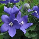 Balloon Flower Blue 100 FLOWER Seeds Fresh Garden