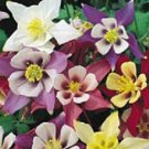 500 Columbine Mckanas Giant Flower Seeds Fresh Garden