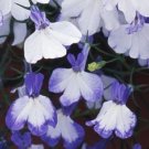 50 Multi Pelleted Regatta Blue Splash Trailing Lobelia Seeds Fresh Garden 50 Multi Pelleted Regatta Blue Splash Trailing Lobelia Seeds Fresh Garden