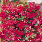 15 Begonia Illumination Rose Pelleted FLOWER illumination Seeds Fresh Garden