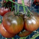 100 Tomato Black Russian Tomato Tomato Seeds Fresh Garden