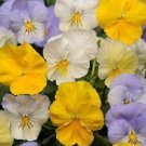 15 Pansy Cool Wave Pastel Mix HANGING PANSY Coolwave Pansy Seeds Fresh Garden