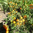 Sunsugar Tomato 25 To 1000 Quantity Sun Sugar Seeds Fresh Garden