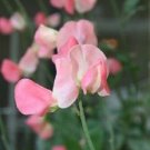 50 Sweet Pea Winter Elegance Salmon SWEET PEA Seeds Fresh Garden