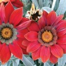 25 Gazania Frosty Kiss Red Seeds Fresh Garden