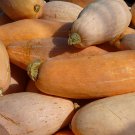 50 Pink Banana Jumbo Squash GIANT Seeds Fresh Garden