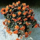 Begonia Trailing Cascade Beauty Mango 15 Pelleted Seeds Fresh Garden Begonia Trailing Cascade Beauty Mango 15 Pelleted Seeds Fresh Garden
