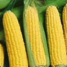 50 Jubilee Corn 81 Days Seeds Fresh Garden