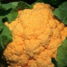 Cauliflower Chedder Tasty Orange Cauliflower 25 Seeds Fresh Garden Cauliflower Chedder Tasty Orange Cauliflower 25 Seeds Fresh Garden
