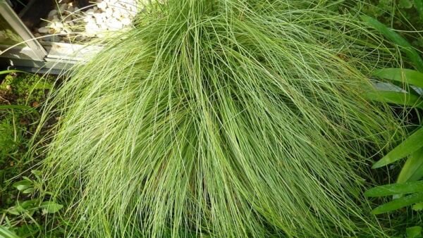 Carex Grass 25 Multi Pelleted Amazon Mist Seeds Fresh Garden