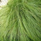 Carex Grass 25 Multi Pelleted Amazon Mist Seeds Fresh Garden