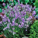 Lavender Lavandula Ellagance Sky 50 Seeds Fresh Garden