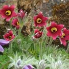 50 Pasque Red Flower PULSATILLA FLOWER Seeds Fresh Garden