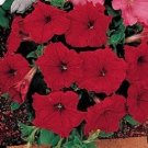 50 Pelleted Petunia Celebrity Red FLOWER Seeds Fresh Garden